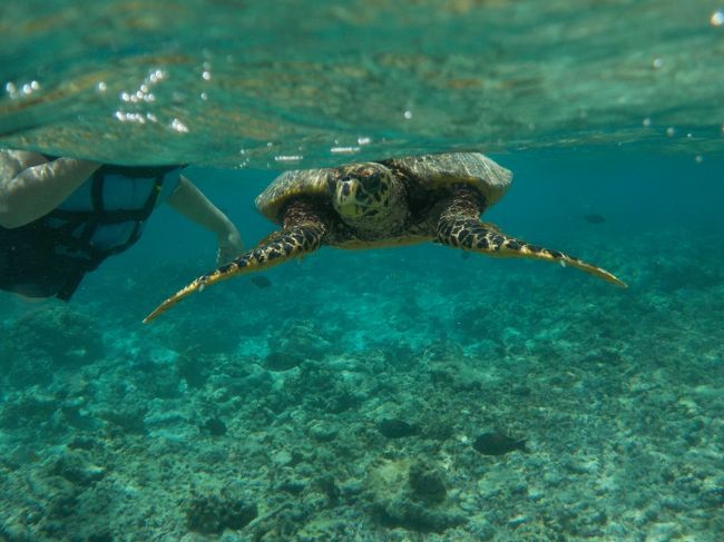 カメも普通に会えます