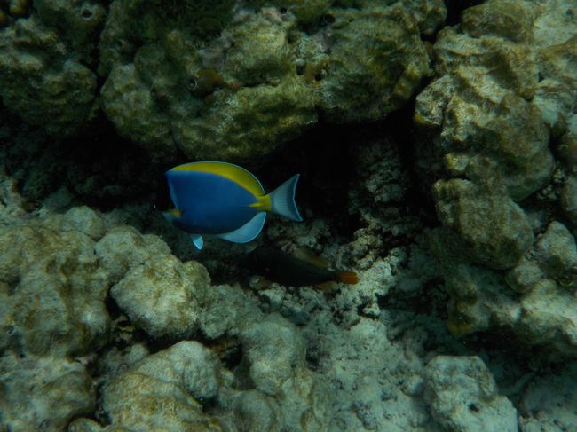 モルディブと言えばパウダーブルーサージョンフィッシュ
