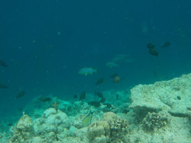 お魚ぐっちゃりでした