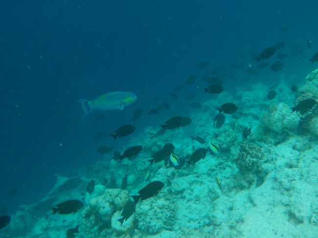朝６時にシュノーケリングしたり海三昧しました！