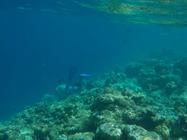 やはりシュノーケリングはモルディブがNo.1かも！（珊瑚礁は沖縄離島です！）