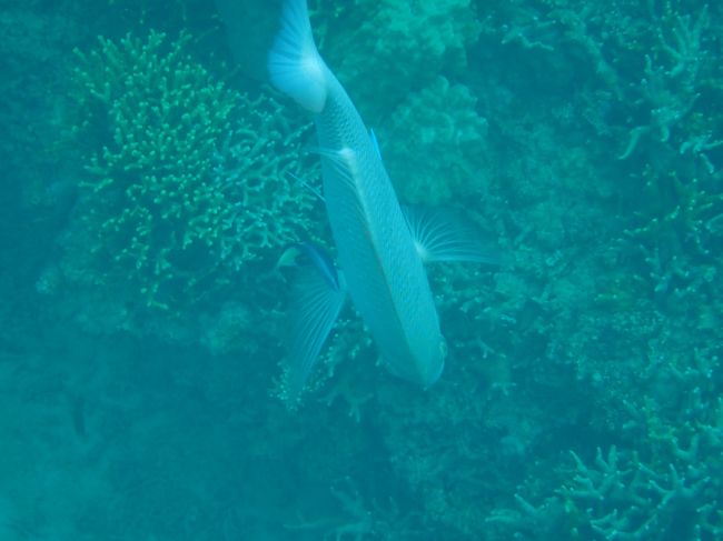 18夏休みその４ ブセナテラスからシュノーケリングツアー ゴマモンガラに追いかけられ編 沖縄県の旅行記 ブログ By Mei1110さん フォートラベル