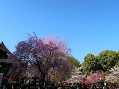 10：上野公園の花見
2018年3月31日訪問

旦那の知り合いのイタリア人家族が日本に観光で来たので、上野公園で会いました。
ちょうど見頃の週末で、公園内はとても賑わってました。