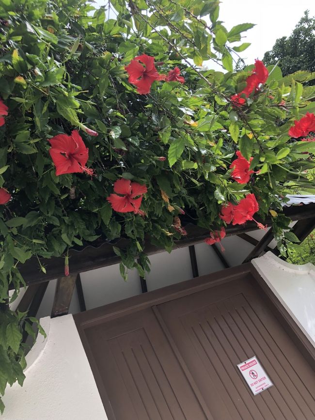 南国の花がいっぱい