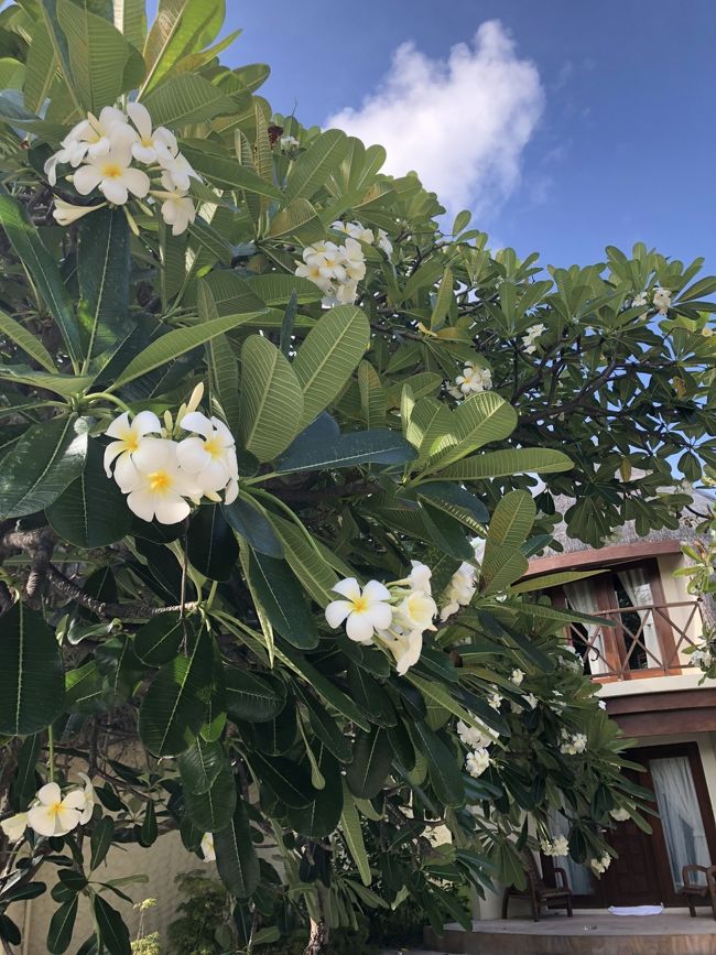 青空に映えるプルメリア