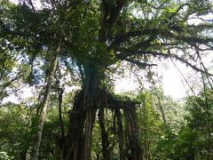 次はBotanical Garden for Power spot point、ブドゥグル公園にある、願いをかなえると言うガジュマルの大木を見に行きました。