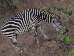   スタンレーリビングストン私営動物保護区へ。今日もジープ２台に分かれて乗り、動物探しに出かけます。昨日は１台目の後ろをついて走り、砂嵐を浴び、本日は途中で別のコースを走り、ＴＤとはまたもや別の車に。日本語の通訳がいないので、自分で聞き取るしかありません。う～ん。動物の名前程度なら分かりますが・・・
　シマウマ発見。お腹が大きいので、身重かな？と車中で話し、後で聞いたら、皆こんな感じだそう。