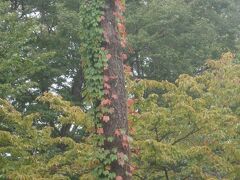 岩山、蔦がうっすら紅葉、秋間近