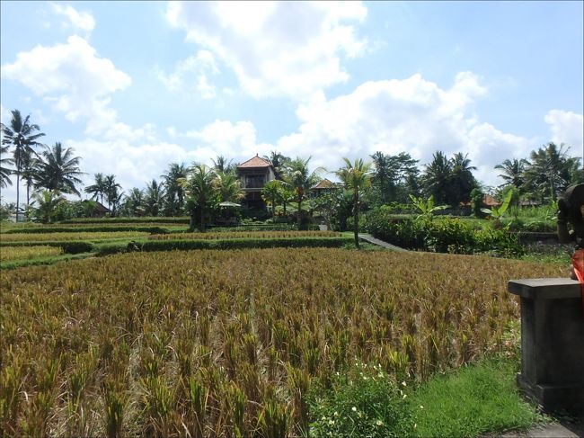 ようやく、見えてきましたー！