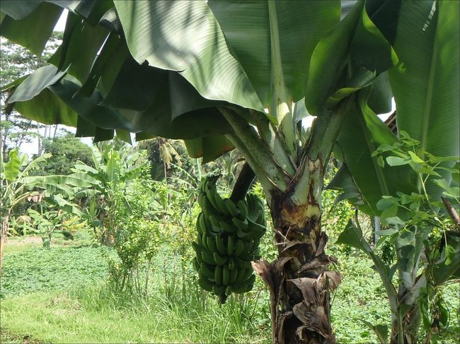 バ・ナ～ナ～とか