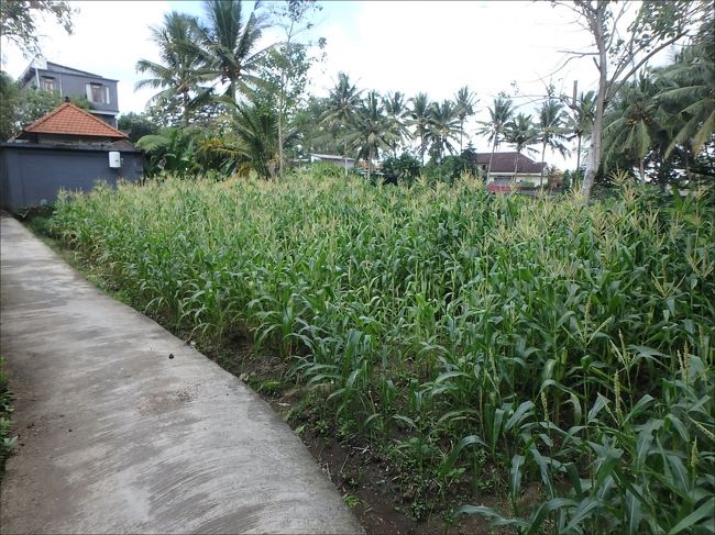 トウモロコシなどの作物を眺めながら、道なりに歩きます。<br /><br />ちなみにこの道は、ヴィラ専用の私道ではなく「公道」なので、近隣のローカルさんたちが普通にバイクで通ったりするのでけっこう危ないです。