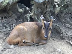 最後に、八丈島のきょん！
これで、八丈島観光締めくくりです。
この後は、循環バスで八丈島空港に向かう為、町役場へ。
町役場へは徒歩で５分ほど。トイレを借り、汗だくの服を着替え、帰宅準備しました。