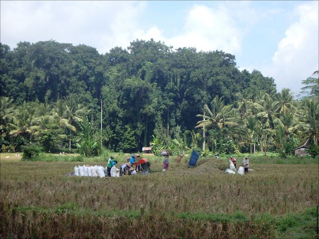 農作業をする人々。<br /><br />農村の風景は、どこもよく似ていますね。