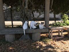 湯島は談合島とも呼ばれていますが、最近は猫島ブームで、我々のようなニャンコ目当ての観光客が多いそうです。エサは売店で購入できるものを与えるようにしましょう。