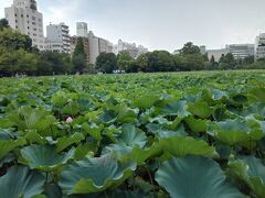 不忍池がプチ旅のゴール！
蓮の花はもうオネムで閉じているけど、朝早く来れば見ごろだよ。
