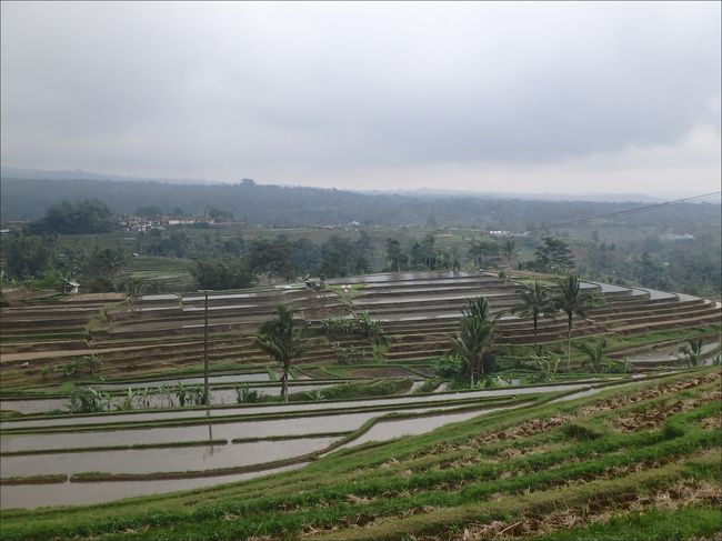ジャティルイ ライステラスは<br /><br />2012年にユネスコの世界遺産に登録されました。<br /><br />もともとこの土地は、山と渓谷だけの丘陵地帯で平地がほとんどなく、稲作には適していなかったそうなのですが、