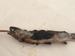 イワナの塩焼き美味しかったです。
さて街に向かいます。