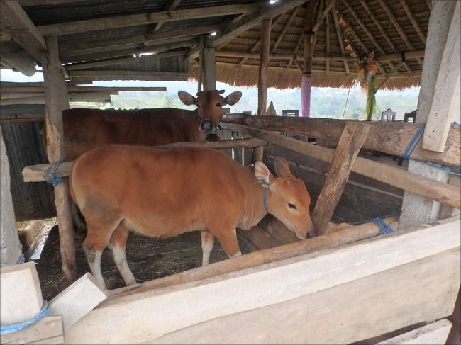 途中に牛小屋がありました。