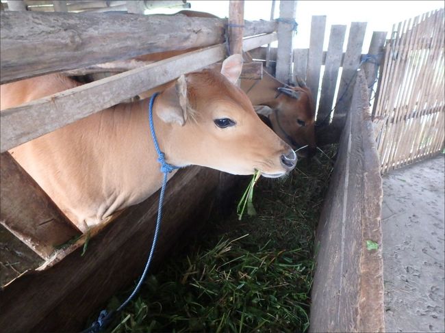 可愛い～<br /><br />癒されます (*^^*)