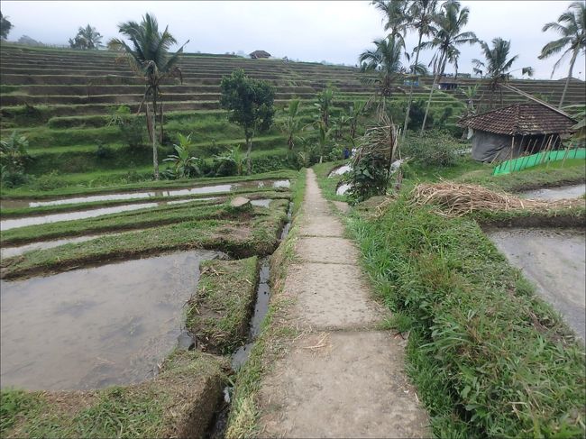 あぜ道をてくてくと歩きます。