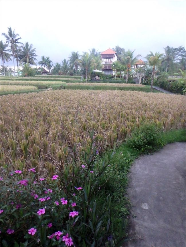 ヴィラのフロントガーデンまでのアプローチは<br /><br />一面に広がるライスフィールドと<br /><br />その脇に咲くお花たちを眺めながら。<br /><br />どの時間帯も本当に美しいです。