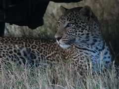 夕方サファリでヒョウ三昧