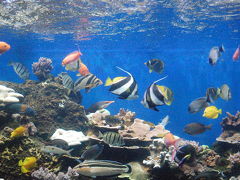 ワイキキ水族館