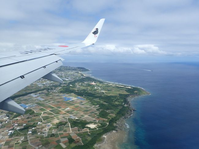 翼の先っぽに、ヤンバルクイナが