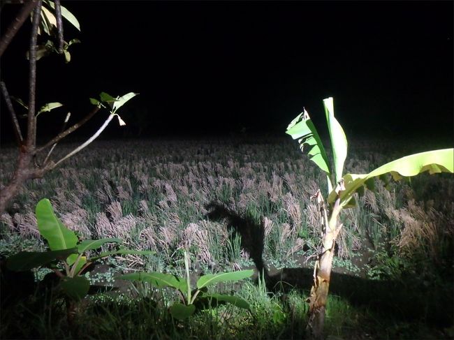 ガゼボの外は見渡す限り、どこまでも<br /><br />こーーんな田んぼビューで、<br /><br />近くはカエルの大合唱、遠くからはガムランが聴こえてきてて<br /><br />それはもう<br /><br />雰囲気だけは文句なしに最高。うっとりです。(^_^)