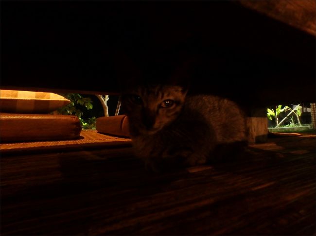 私が食べていた卓袱台の下で<br /><br />じぃっとおとなしくしてくれていたお客様。<br /><br />この子のほかにも沢山いたので、猫好きな方にもオススメのレストランです。