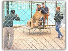 【世界最強（恐）の動物園：ブエノスアイレスのルハン動物園 Zoo Lujan】

結構、キョロキョロして、生きが良い.....

.....ライオン各位、かなり　元気じゃんかぁ～！？