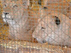 【世界最強（恐）の動物園：ブエノスアイレスのルハン動物園 Zoo Lujan】

...近いなあぁ...