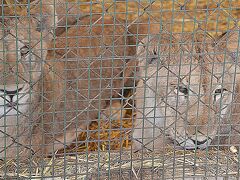 【世界最強（恐）の動物園：ブエノスアイレスのルハン動物園 Zoo Lujan】

....本当に距離が、近い....