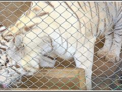 【世界最強（恐）の動物園：ブエノスアイレスのルハン動物園 Zoo Lujan】

でも、ライオンは比較的、人に慣れさせる事ができるそうですが....