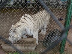 【世界最強（恐）の動物園：ブエノスアイレスのルハン動物園 Zoo Lujan】

しかも、白い虎...