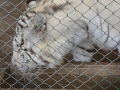 【世界最強（恐）の動物園：ブエノスアイレスのルハン動物園 Zoo Lujan】

虎は、なかなか難しい....と言われているそう.....