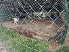 【世界最強（恐）の動物園：ブエノスアイレスのルハン動物園 Zoo Lujan】

隣の檻には、白い虎が.....