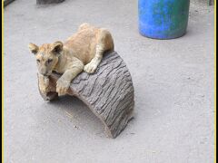 【世界最強（恐）の動物園：ブエノスアイレスのルハン動物園 Zoo Lujan】

木に留まるライオン.....の子。