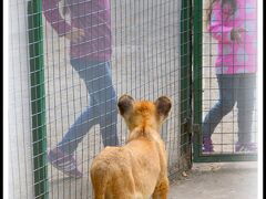 【世界最強（恐）の動物園：ブエノスアイレスのルハン動物園 Zoo Lujan】

子供同士は...やはり、反応する.....