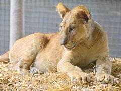 【世界最強（恐）の動物園：ブエノスアイレスのルハン動物園 Zoo Lujan】

でも、こうやって見ると、やっぱ....百獣の王の風格。