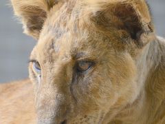 【世界最強（恐）の動物園：ブエノスアイレスのルハン動物園 Zoo Lujan】

顔だけ見ると、もう大人....まだ、生まれて、数ヶ月なのに......。