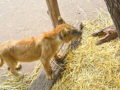 【世界最強（恐）の動物園：ブエノスアイレスのルハン動物園 Zoo Lujan】

百獣の王（のお子）を上から眺めおろす...