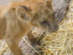 【世界最強（恐）の動物園：ブエノスアイレスのルハン動物園 Zoo Lujan】

こうやって見ているとかわいい猫なんだけどねぇ....ある程度成長した段階で、急に獰猛になるそーです.....