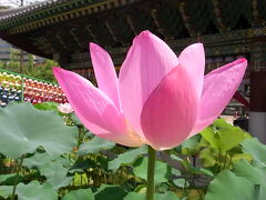安国駅からいつもと違う道を通ると、曹渓寺というお寺に出会いました。蓮が咲いて、お祭をしているようでした。
