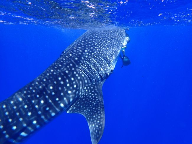 海の神様ありがとう ドルフィン スイムのはずが 奇跡 ジンベイザメと泳ぐ 小笠原 海中編 父島 東京 の旅行記 ブログ By コージ さん フォートラベル