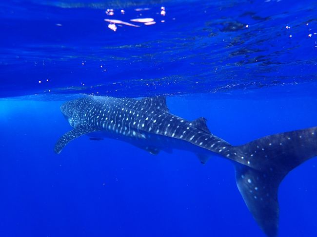 海の神様ありがとう ドルフィン スイムのはずが 奇跡 ジンベイザメと泳ぐ 小笠原 海中編 父島 東京 の旅行記 ブログ By コージ さん フォートラベル
