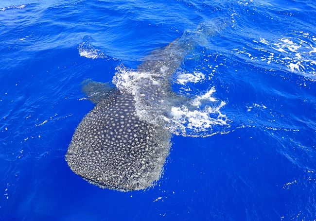 海の神様ありがとう ドルフィン スイムのはずが 奇跡 ジンベイザメと泳ぐ 小笠原 海中編 父島 東京 の旅行記 ブログ By コージ さん フォートラベル