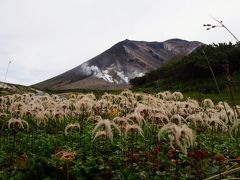 綿毛のチングルマ