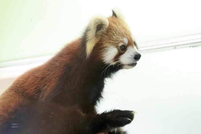 初秋 残暑の千葉市動物公園 前編 レッサーパンダ 特集 換毛を終えてぴかぴかになった風太くん一家総勢７頭 １日救急隊員の風太くん着ぐるみや生誕15年の風太くん写真展や国際レッサーパンダデーを前にして増えた売店のレッサー グッズも 千葉市 千葉県 の旅行記
