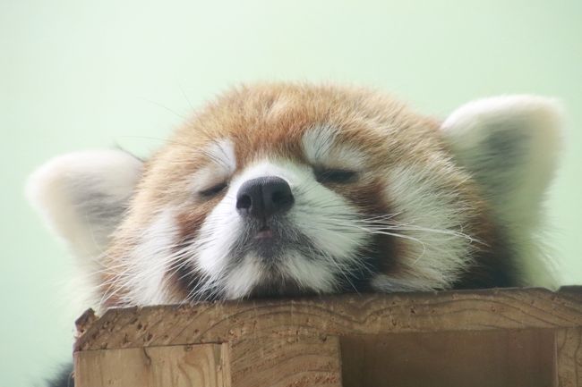初秋 残暑の千葉市動物公園 前編 レッサーパンダ 特集 換毛を終えてぴかぴかになった風太くん一家総勢７頭 １日救急隊員の風太くん着ぐるみや生誕15年の風太くん写真展や国際レッサーパンダデーを前にして増えた売店のレッサー グッズも 千葉市 千葉県 の旅行記
